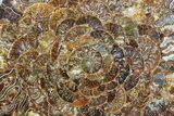 Composite Plate Of Agatized Ammonite Fossils #77778-1